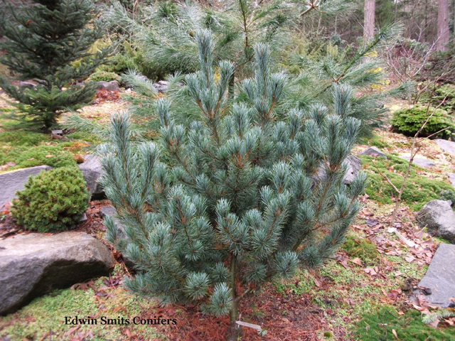 Pinus parviflora 'Blue Lou'